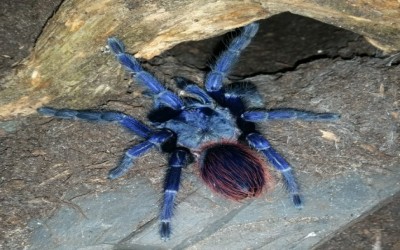 pterinopelma sazimai sling unsex tarantula